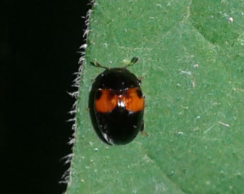Erotylidae: Tritoma bipustulata?  S